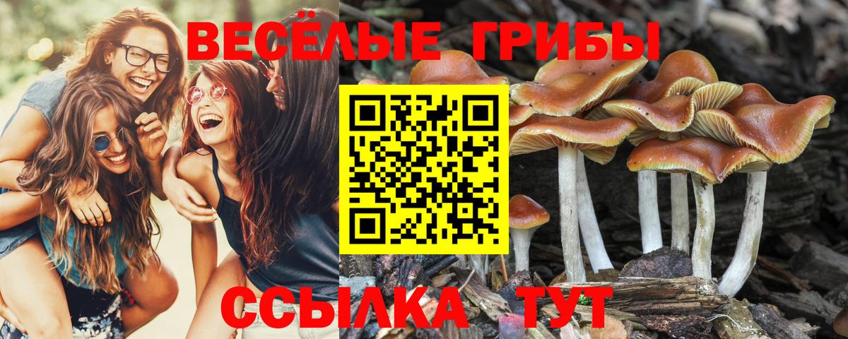 Псилоцибиновые грибы Magic Shrooms Кизляр